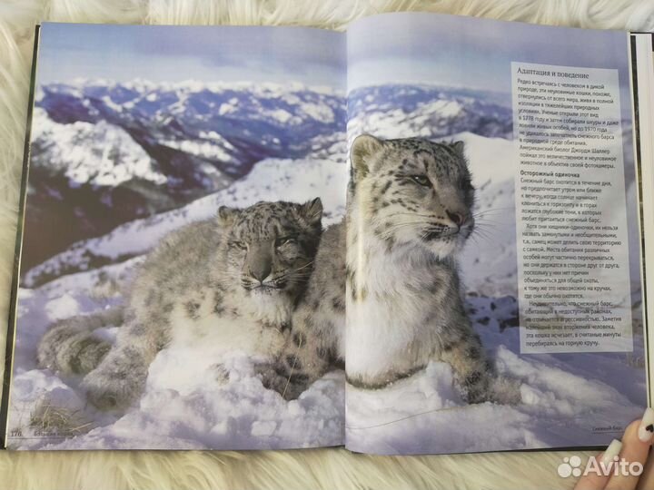 Энциклопедия