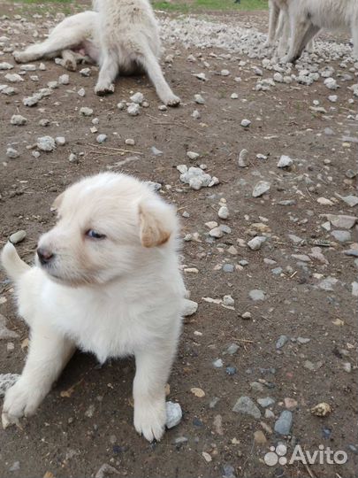 Спасти щенков