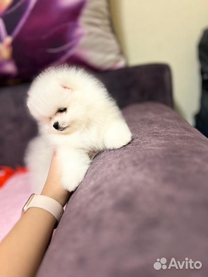 Щенки шпица