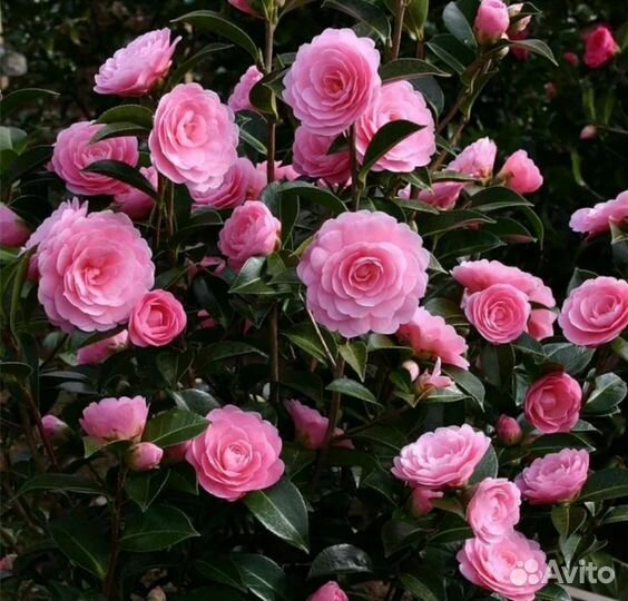 Камелия роза японская. Вечно зеленые