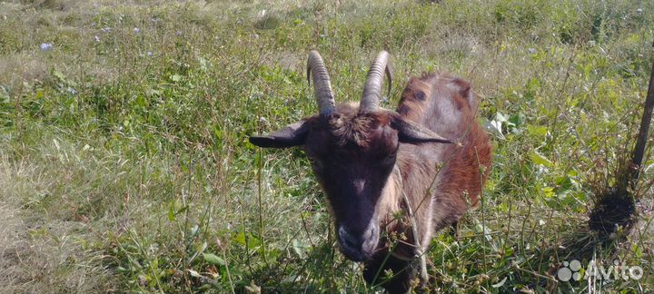 Коза дойная