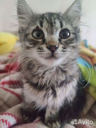 Котенок в добрые руки