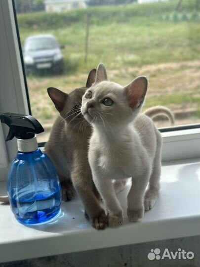 Бурманские котята