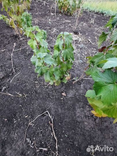 Саженцы черной смородины