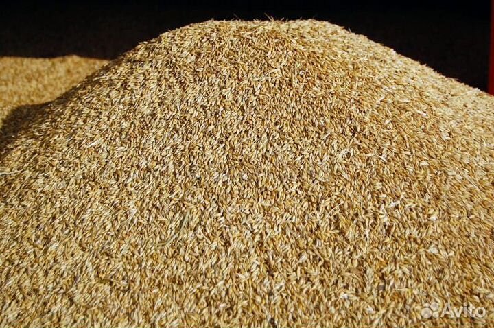 Зерно пшеница и ячмень