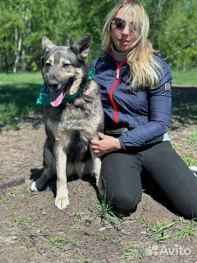 Собака компаньон ждёт в приюте своих родителей