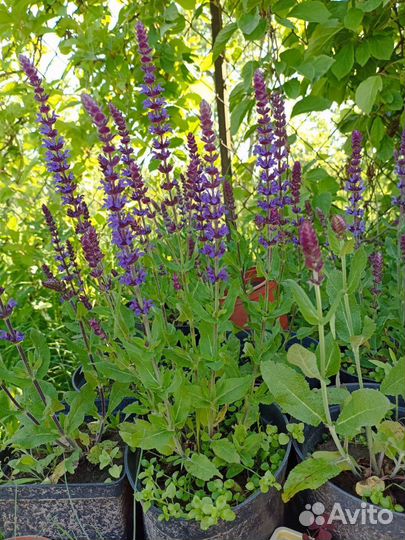 Шалфей дубравный