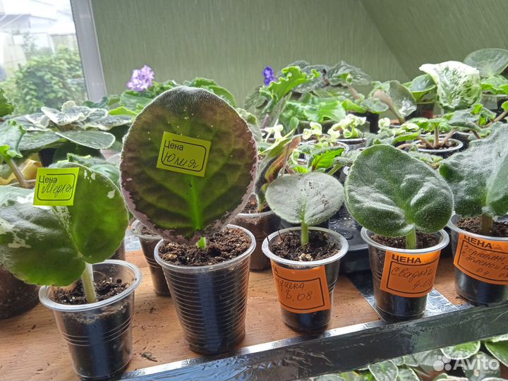 Листочки фиалок