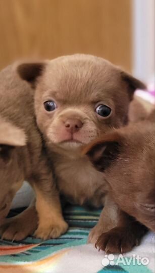 Щенки чихуахуа мини девочки и мальчики