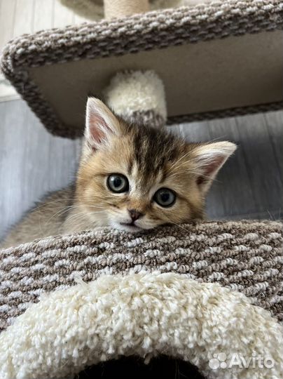 Чудесные малыши