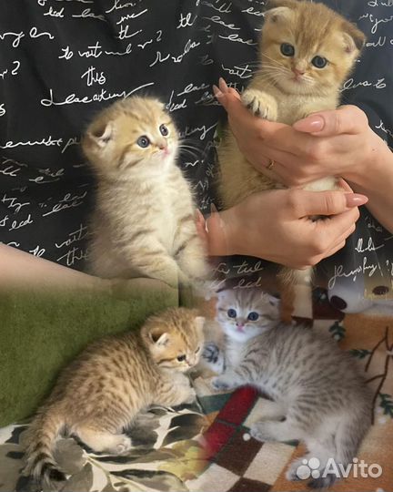 Кошки породистые