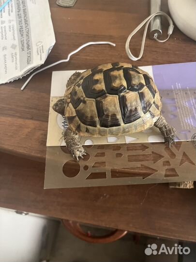 Террариум с черепахой