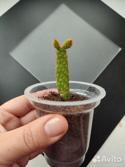 Кактус Опунция