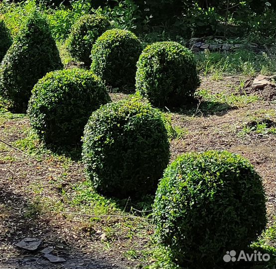 Самшит вечнозеленый форма шар, конус