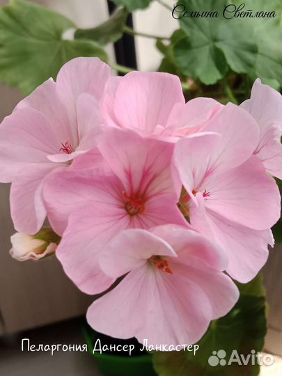 Пеларгония герань