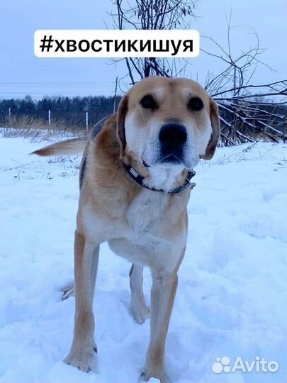 Гончак ласковый парень в приюте