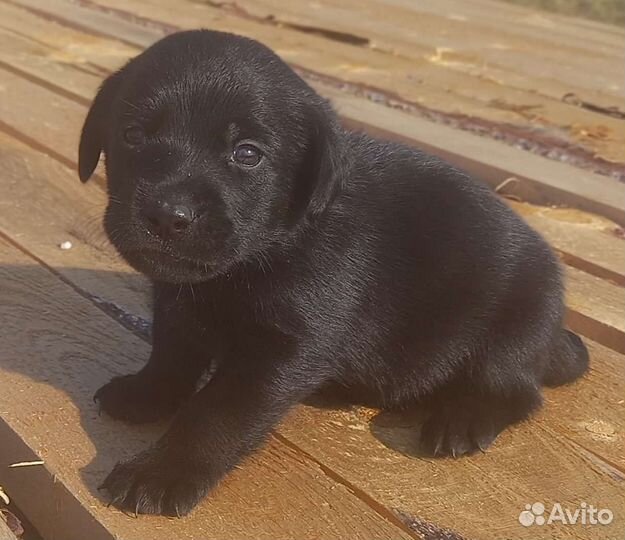 Щенки лабрадора