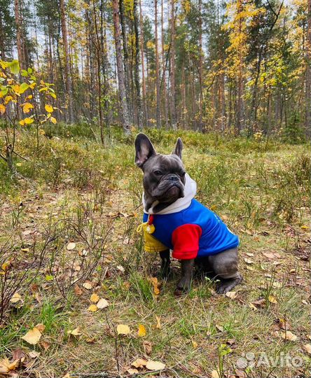 Французский бульдог кабель вязка