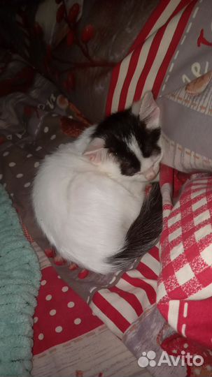 Котёнок