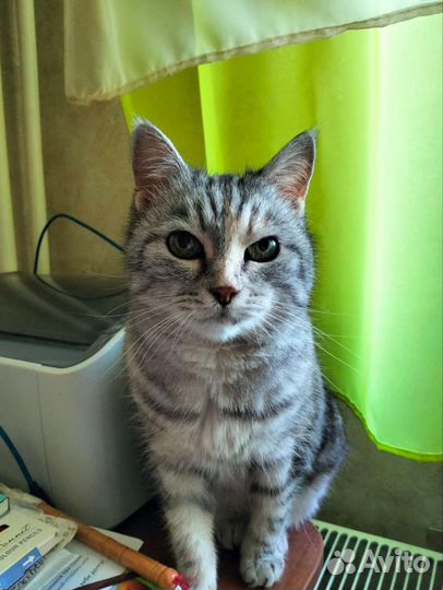 Кошка Серый комок счастья)