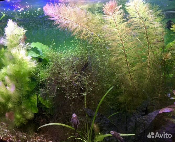 Аквариумные растения, хелены