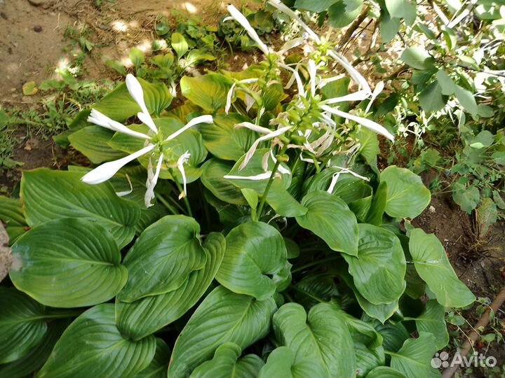 Цветы Колеусы и многое другое