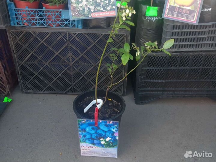 Голубика Блюкроп/Дюк/Река/Либерти