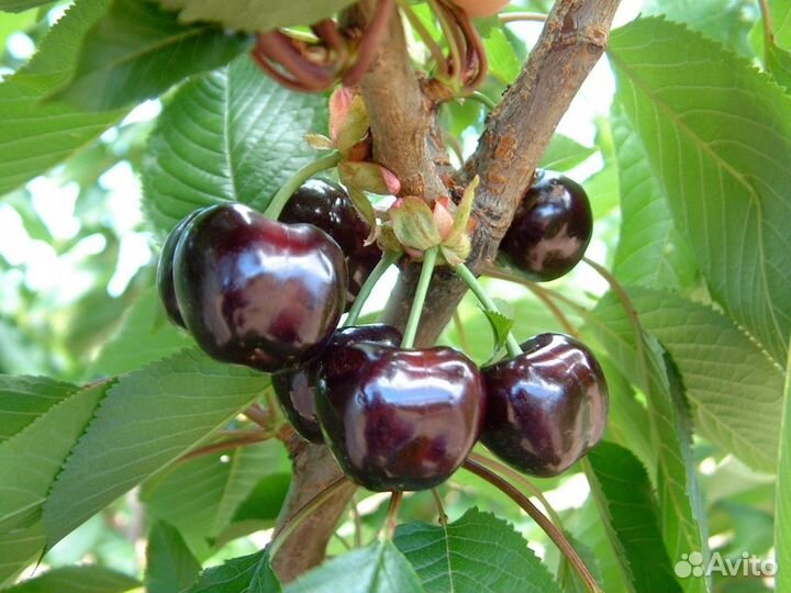 Черенки для прививки