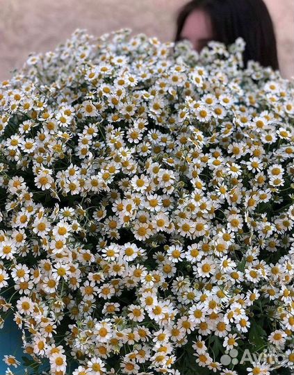 Цветы ромашки. Букеты ромашек. Цветы доставка