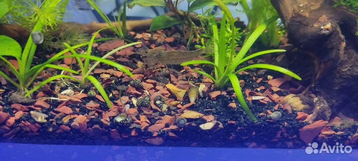 Теодоксус, Неретина, Отоцинклюсы