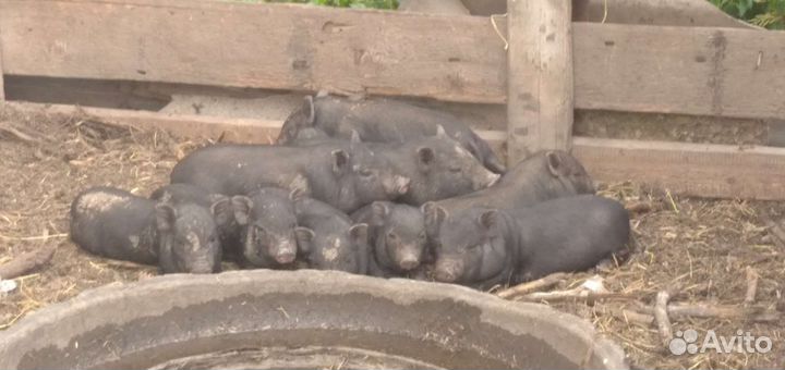 Вьетнамский вислобрюхий поросенок