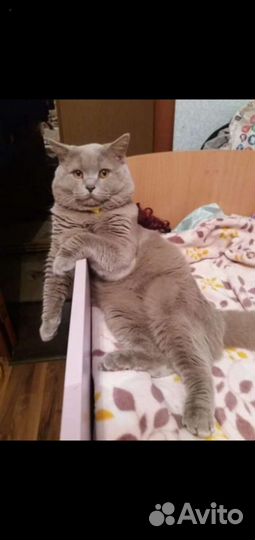 Шотландский котик для вязки