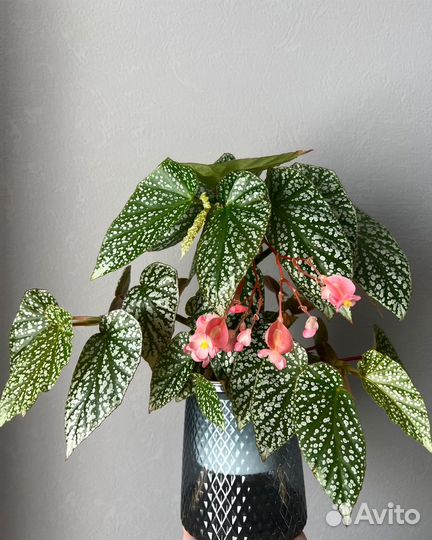 Бегония, биркин, церопегия вуда