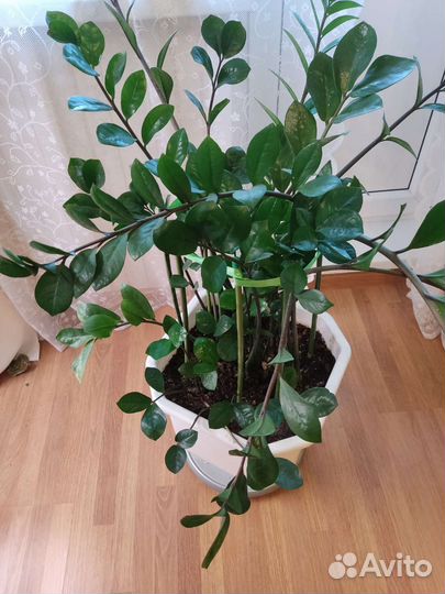 Замиокулькас