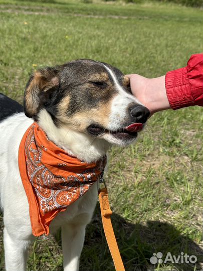 Милый Джагер тоскует в приюте