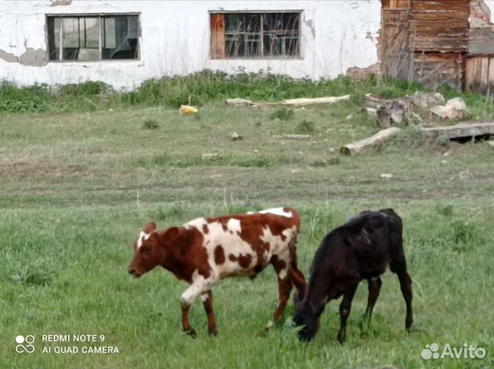 Обмен, Телята на баранов или сено