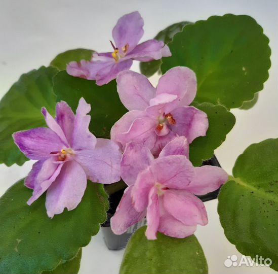 Фиалки сортовые 100