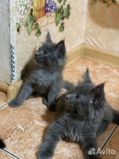 Котята мейкуны продажа