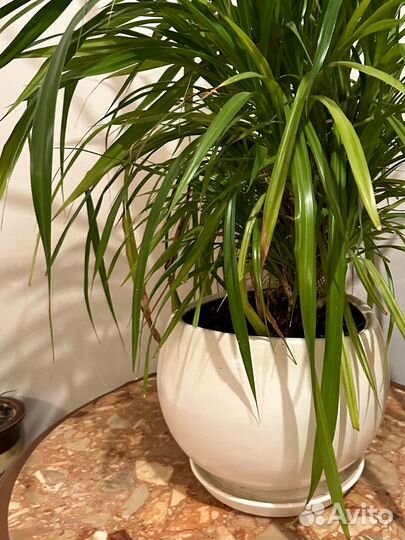 Растение высотой более полуметра