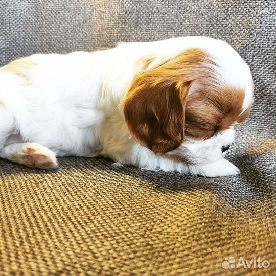 Кавалер девочка