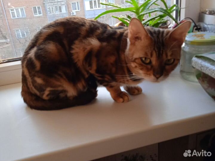 Продается бенгальская кошка