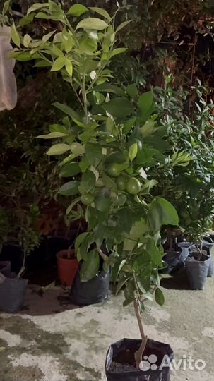 Саженцы Лимон, Мандарин, Кумкват, Апельсин