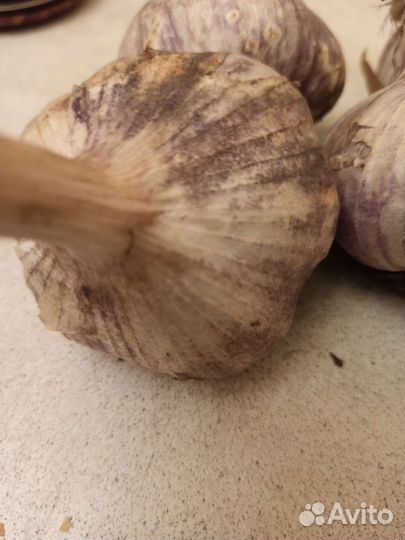 Чеснок деревенский озимый