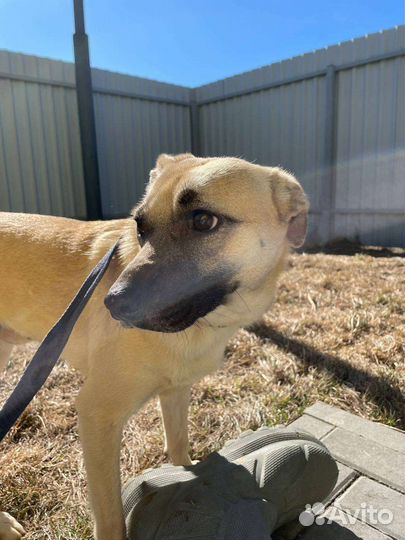 Собака в добрые руки