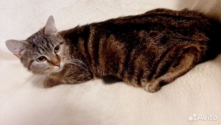 Мраморной Фионе, потерявшей дом, нужна семья