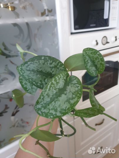 Сциндапсус сильвер сплеш