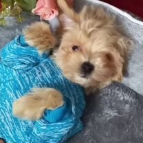 80 1 - Купить недорого собаку или щенка🐕 во всех регионах
