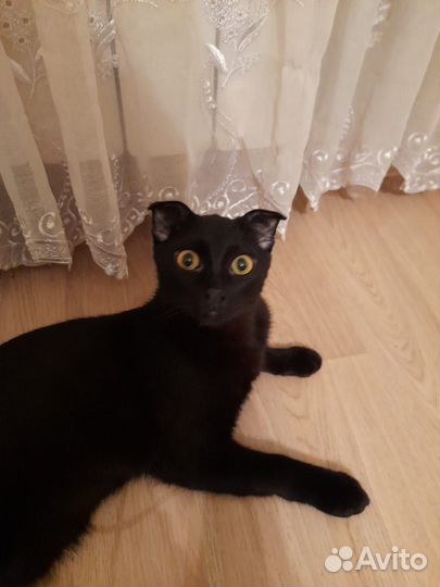 Котенок в поисках дома