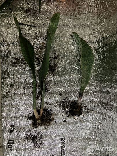 Сансевиерии сортовые