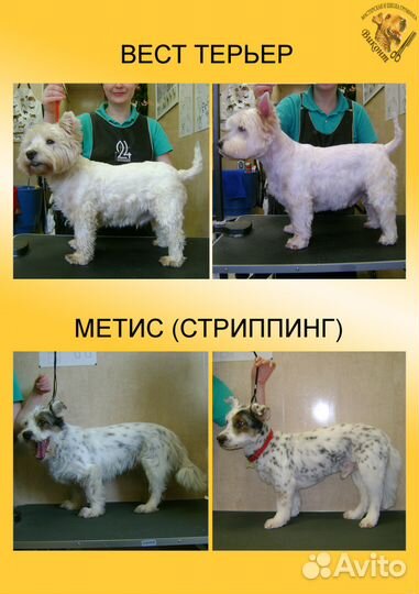 Груминг, Стрижка собак